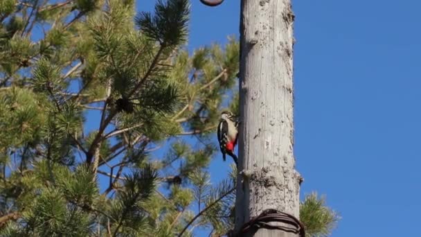 Rusya. Saint-Petersburg ' a. Erken bahar. Woodpecker yüksek ahşap kutup oturan, gagasını çalıyor. - Video, Çekim