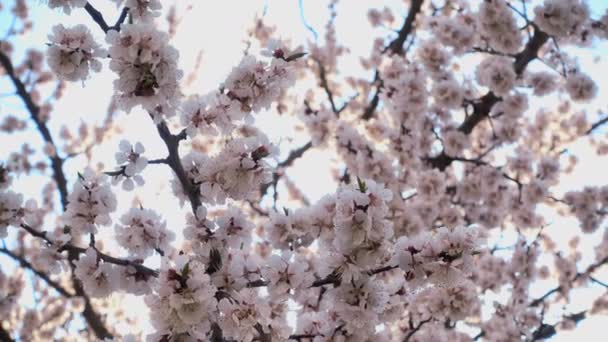 Cseresznyevirágok. Gyönyörű rózsaszín virágos gyümölcsfa a kék ég alatt - Felvétel, videó
