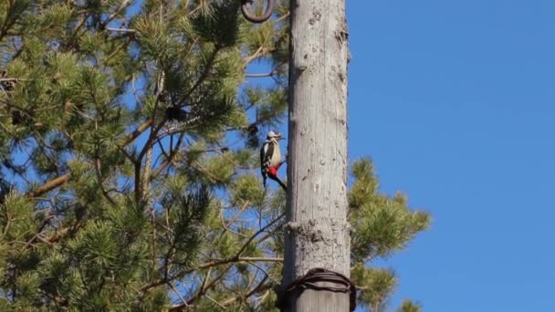 Oroszország. Saint-Petersburg. Kora tavasszal. Woodpecker kopogtat a csőrét, ül a magas fa pólus. - Felvétel, videó