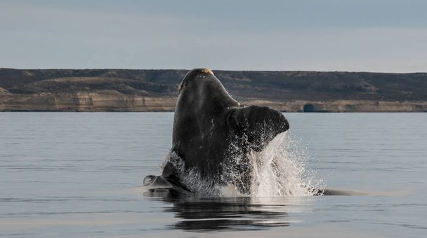 Φάλαινα άλμα στη Χερσόνησο Valdes, Puerto Madryn - Φωτογραφία, εικόνα