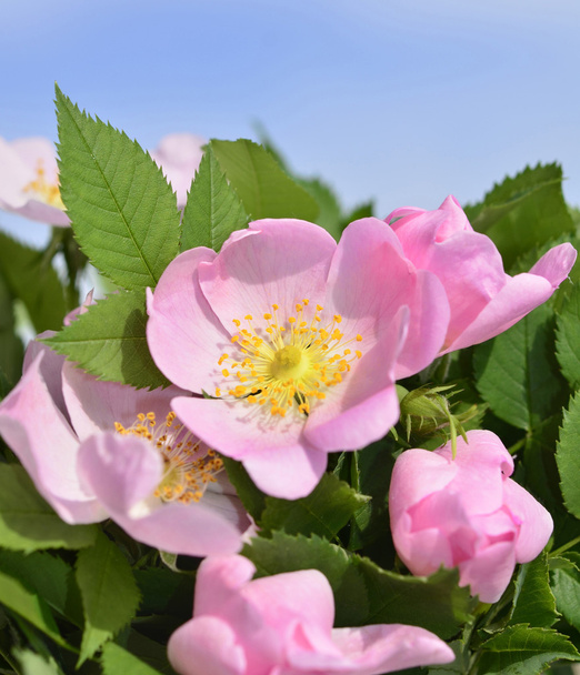 Rosehip λουλούδι - Φωτογραφία, εικόνα