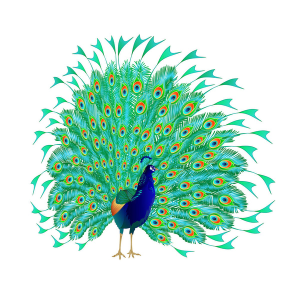 Aves tropicales belleza pavo real sobre un fondo blanco acuarela vintage vector ilustración editable dibujado a mano
   - Vector, Imagen
