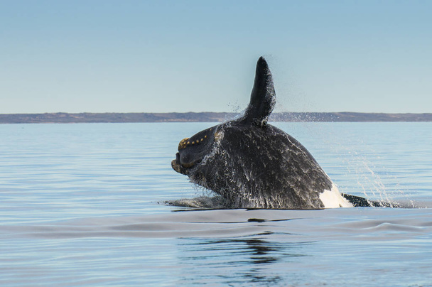 Whale jumping in Peninsula Valdes, Puerto Madryn - Photo, Image