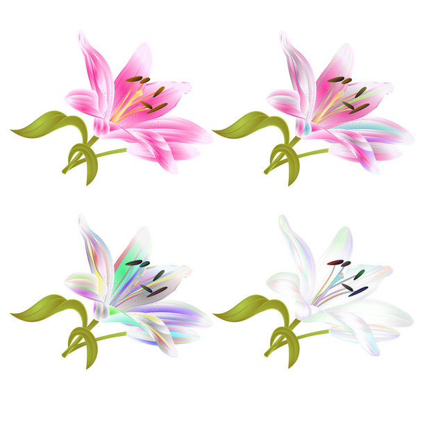 Květ Lily Květina růžová a barevný Lilium candidum na bílém pozadí ilustrace, editovatelná ruční kreslení - Vektor, obrázek