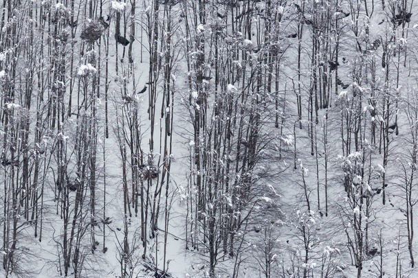 trunks of forest trees in snowy winter - Foto, imagen