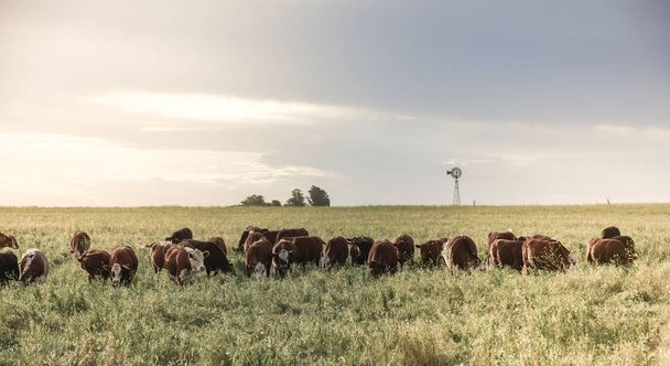 Cattle breeding in the Province of Buenos Aires, Argentina - Photo, Image