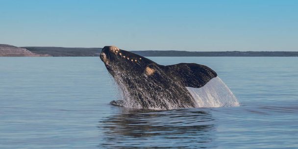 Whale jumping in Peninsula Valdes, Puerto Madryn - Photo, Image