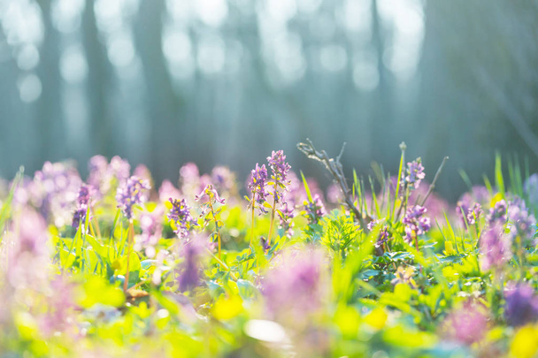 Beautiful woodland landscapes. Spring flowers In the forest. - Photo, Image