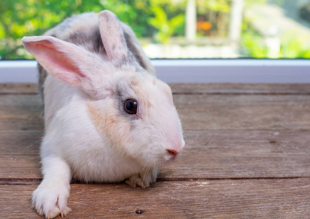 Langohren Kaninchen bleiben auf Holztisch mit grünem und naturbelassenem Hintergrund - Foto, Bild