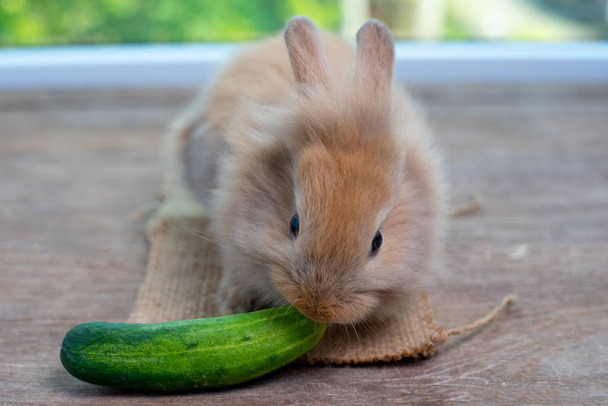 Симпатичный светло-коричневый кролик ест огурец на деревянном столе на зеленом фоне
 - Фото, изображение