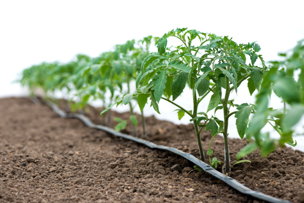 Plantas de tomate en un sistema de riego por goteo e invernadero - enfoque selectivo, fondo blanco
 - Foto, Imagen