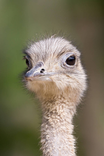 close-up front view ostrich portrait - Фото, изображение