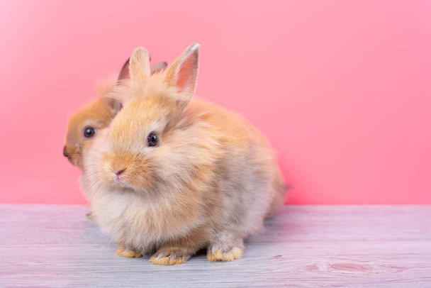 Casal pequeno luz marrom bonito coelho coelhos ficar em mesa de madeira cinza com fundo rosa
 - Foto, Imagem