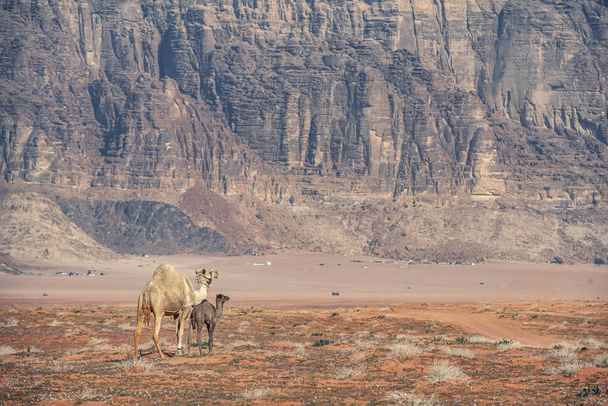 wielbłądów w niesamowitym księżycowym krajobrazie w Wadi Rum na pustyni jordańskiej z olbrzymim Księżycem. Wadi Rum znany również jako Dolina księżyca, Jordania-obraz - Zdjęcie, obraz