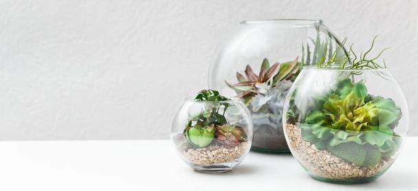Florarium vazolarda sulu bitkiler, kopyalama alanı - Fotoğraf, Görsel