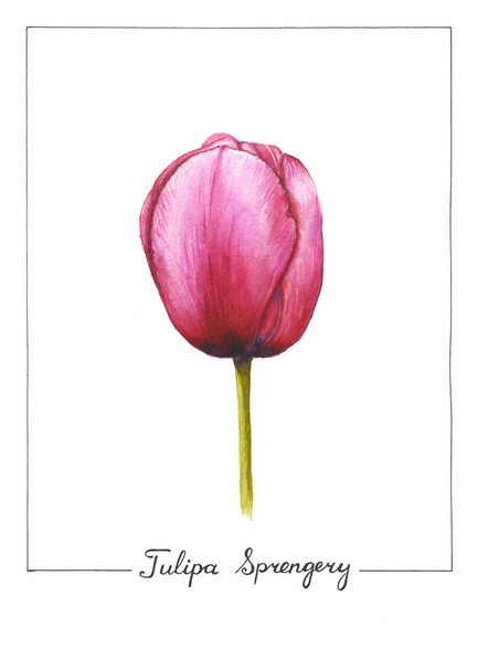 Illustration aquarelle botanique de fleurs de tulipes isolées sur fond blanc. Fleur de printemps rose avec de grands pétales
 - Photo, image