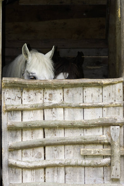 Pferd auf Bauernhof im Stall - Foto, Bild