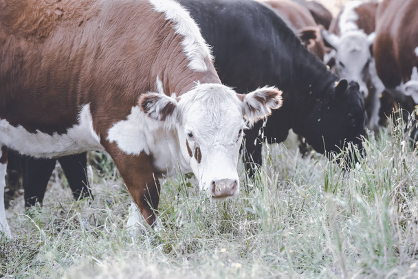 Lehmät maaseudulla Pampasin maisemassa, Argentiina
 - Valokuva, kuva