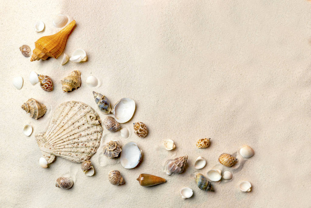 Top view of shells on sandy beach. Summer background - Fotó, kép