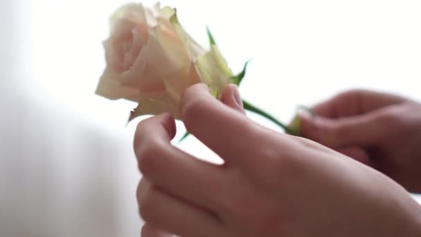 Female hands of florist clean bud of rose from extra petals, close-up - Footage, Video