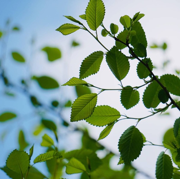hojas de árboles verdes en primavera
 - Foto, imagen
