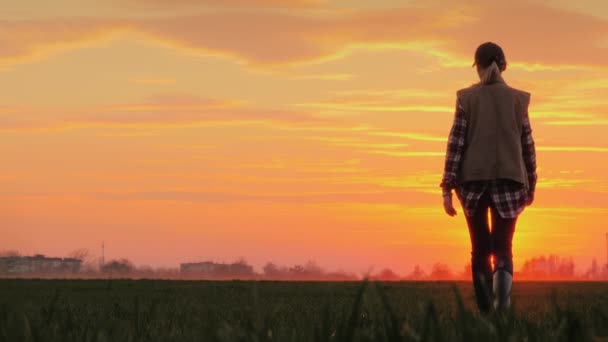 Jonge boer tegen de roze hemel en de ondergaande zon gaat door het veld. Succes in het landbouwbedrijfsconcept - Video