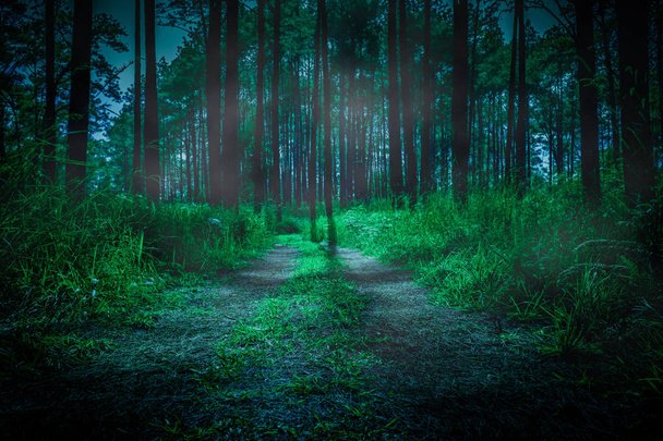 Темний ліс в тумані вранці з стежкою через темний ліс. Природа фон темна туманність впала лякаючим
. - Фото, зображення