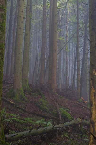 tree trunks in forest with mist and sunlight - Photo, image