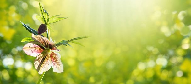 Helleborus orientalis or lenten rose plant spring horizontal bac - Photo, Image