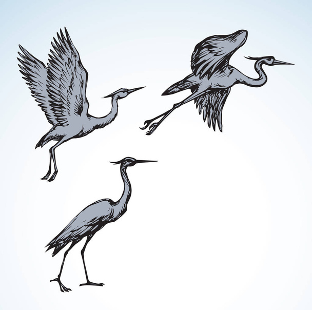 Stork. Vector drawing - Vector, Image