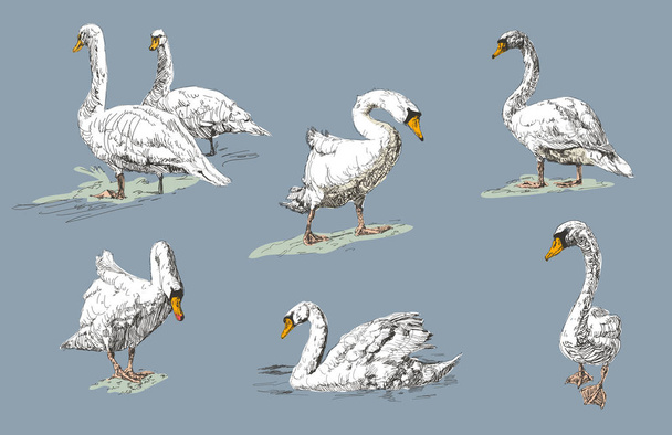Bílá labuť sbírka na modrém pozadí. Ručně kreslené, kreslený grafický design s ptáky. - Vektor, obrázek