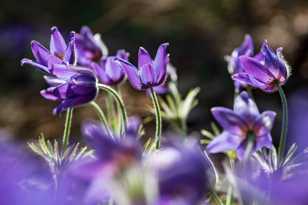 Pasque or anemone flowers in sunny spring forest - Photo, Image