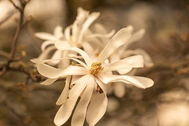 Floral natural colorido al aire libre imagen de una magnolia blanca florecen en el sol brillante con un fondo natural borroso en un día de primavera caliente
  - Foto, imagen