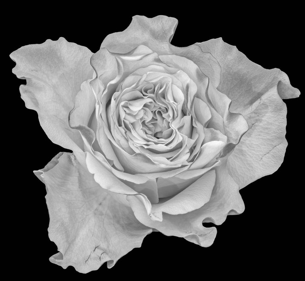 Bellas artes bodegón macro monocromo de una sola flor de rosa blanca aislada en estilo de pintura vintage sobre fondo negro
 - Foto, imagen