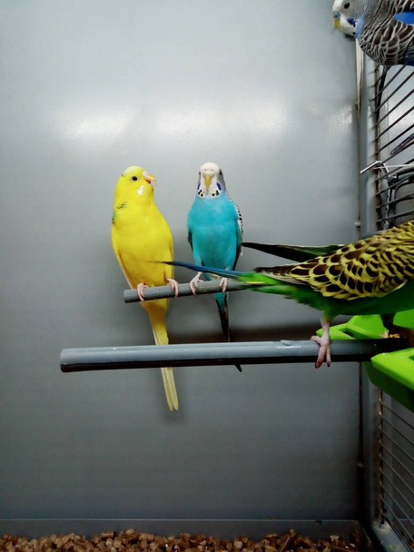 Вырезанный кадр цветных попугаев, сидящих в клетке. Анимация, птица
.  - Фото, изображение