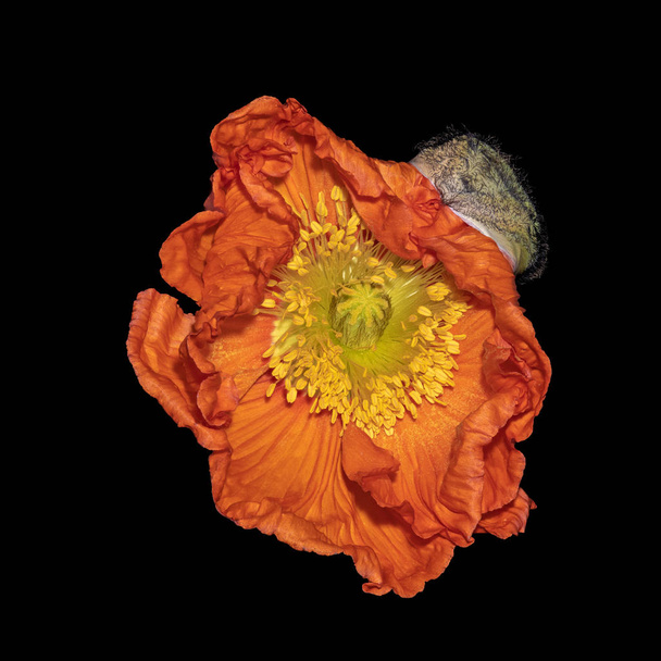 Floral fine art still life color macro of a single isolated orange yellow satin/silk poppy blossom with green stem and half of the bud shell isolated on black background in surrealistic vintage style - Photo, Image