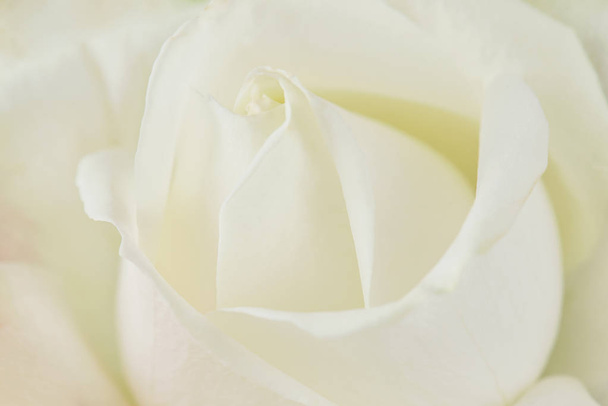 One white rose close-up. Macro photo, beautiful  floral background. - Photo, image