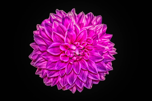 Fine art floral color macro portrait of a single isolated violet flowering dahlia blossom on black background in vintage painting style - Photo, Image