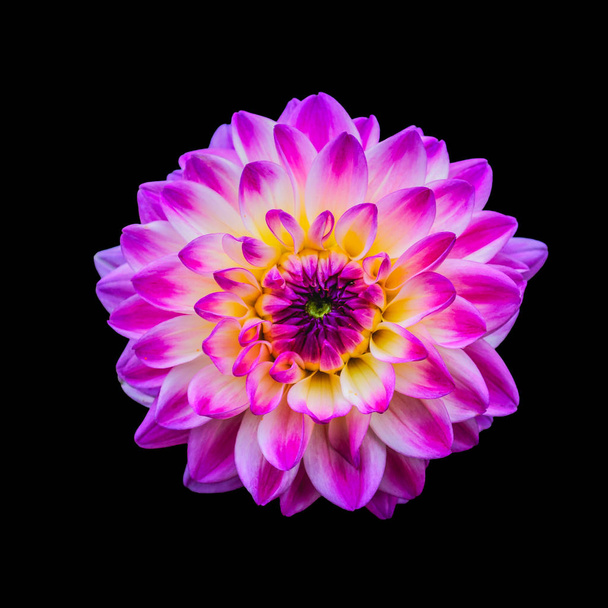 Изобразительное искусство интенсивный цвет макро одного изолированного белого розового цветка георгины на черном фоне с подробной текстурой, вид сверху
 - Фото, изображение