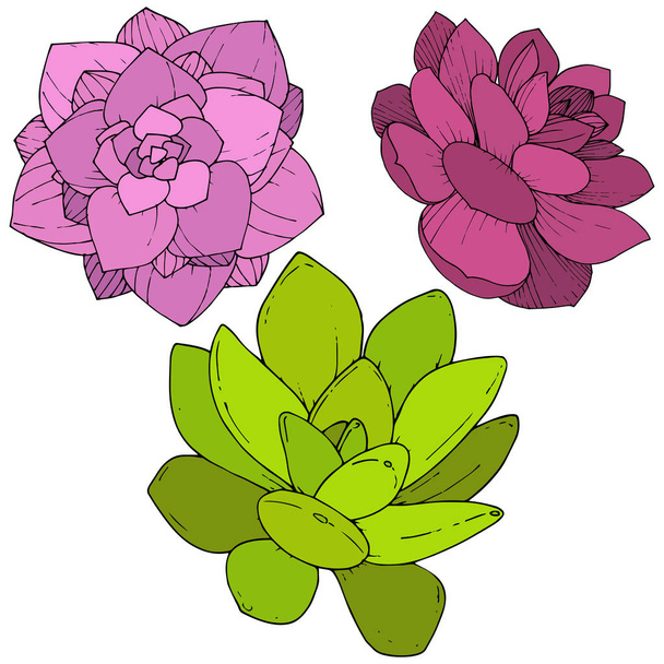Vector Succulents floral botanical flower. Engraved ink art. Isolated succulents illustration element. - Vector, Image