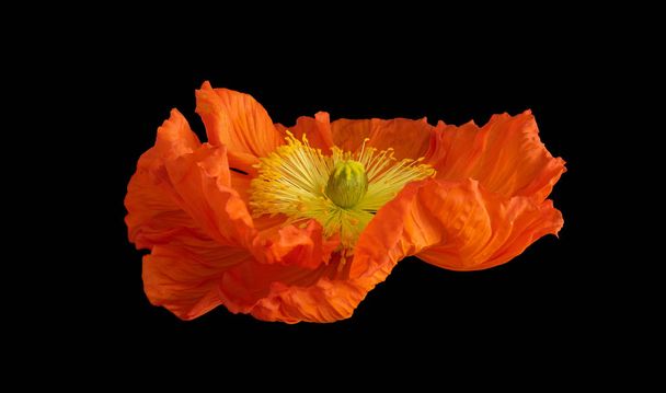 Floral Fine Art stilleven kleur macro van een enkele geïsoleerde oranje satijn/Silk Poppy breed geopend bloesem met groene stam geïsoleerd op zwarte achtergrond met gedetailleerde textuur in surrealistische Vintage Schilderstijl - Foto, afbeelding