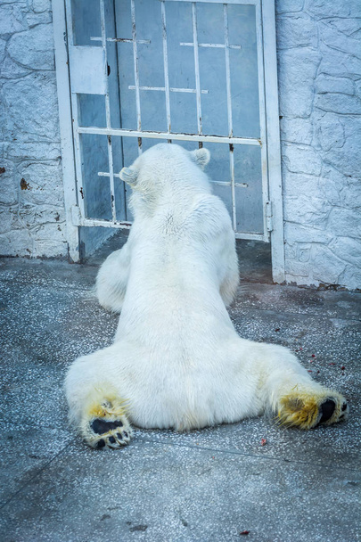 Polar bear collapsed in the zoo aviary - Foto, imagen
