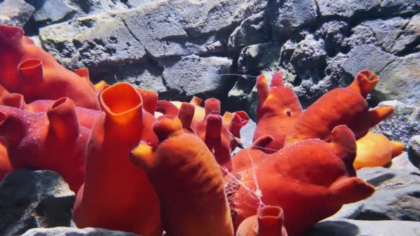 La montipora digitata roja cultivaba coral duro en el acuario. Cueva montipora capricornis mundo submarino y peces, profundidad de las aguas marinas, piedras y atolones, peces nadadores y paisajes del abismo, fauna acuática
 - Imágenes, Vídeo