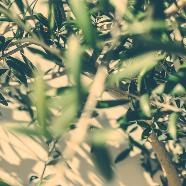 Оливковый сад Греции
 - Фото, изображение