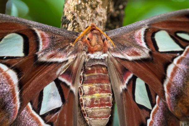attacus atlas Motten sind einer der größten Lepidopterane der Welt - Foto, Bild