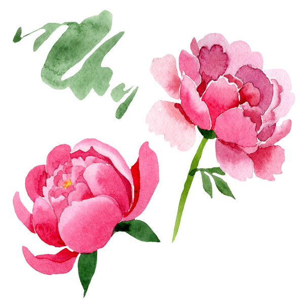 Roze pioen floral botanische bloemen. Aquarel achtergrond afbeelding instellen. Geïsoleerde pioenrozen afbeelding element. - Foto, afbeelding