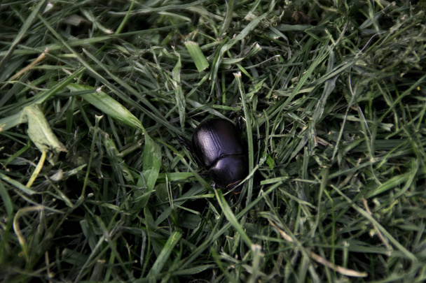 Dung Beetle - Geotrupes stercorarius - Black bug op gras - Foto, afbeelding