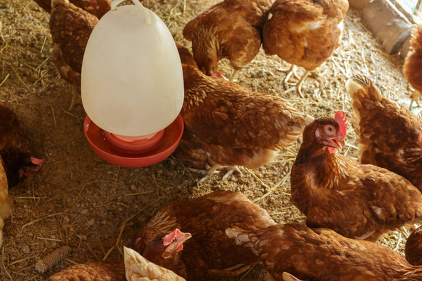 hen in henhouse farm. - Photo, image