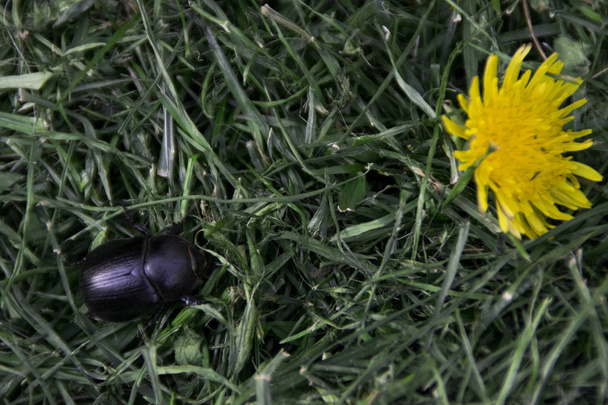Bok böceği - Geotrupes stercorarius - siyah böcek bir karahindiba yakınındaki çimenlerin üzerinde - Fotoğraf, Görsel