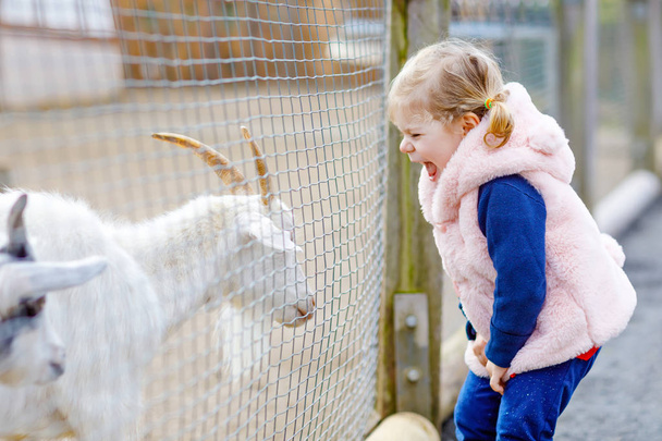 Schattig schattig peutermeisje dat geiten en schapen voedt op een kinderboerderij. Prachtige baby kind aaien dieren in de dierentuin. Opgewonden en gelukkig meisje op familie weekend. - Foto, afbeelding